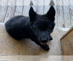 Small Photo #14 German Shepherd Dog Puppy For Sale in DECATUR, TX, USA