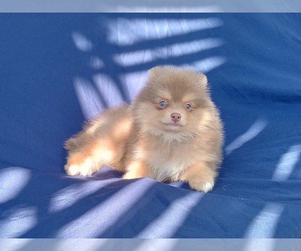 Medium Photo #3 Pomeranian Puppy For Sale in WEST PALM BEACH, FL, USA