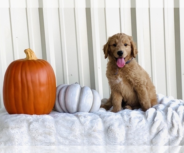 Medium Photo #3 Goldendoodle Puppy For Sale in STEPHENVILLE, TX, USA