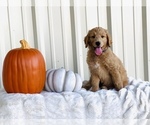 Small Photo #3 Goldendoodle Puppy For Sale in STEPHENVILLE, TX, USA