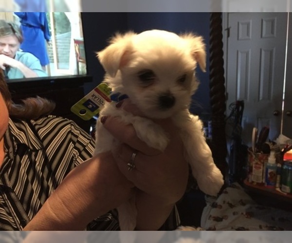 Medium Photo #80 Maltese Puppy For Sale in BRKN ARW, OK, USA