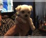 Small Photo #80 Maltese Puppy For Sale in BRKN ARW, OK, USA