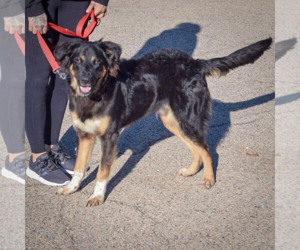 Medium Photo #3 Bernese Mountain Dog-Unknown Mix Puppy For Sale in Huntley, IL, USA