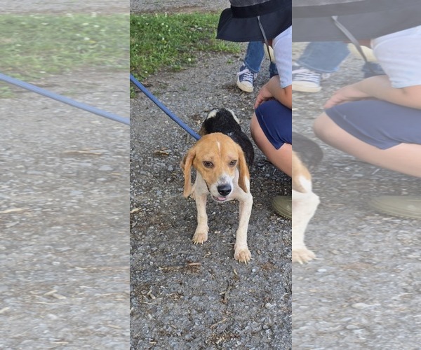 Medium Photo #1 Beagle Puppy For Sale in Rustburg, VA, USA