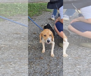 Beagle Dogs for adoption in Rustburg, VA, USA