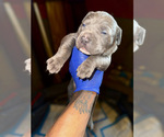 Puppy Puppy 1 American Bully