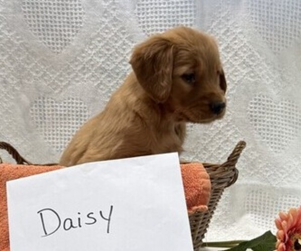 Medium Photo #3 Golden Retriever Puppy For Sale in OWEN, WI, USA