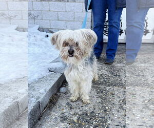 Mutt Dogs for adoption in Perth Amboy, NJ, USA