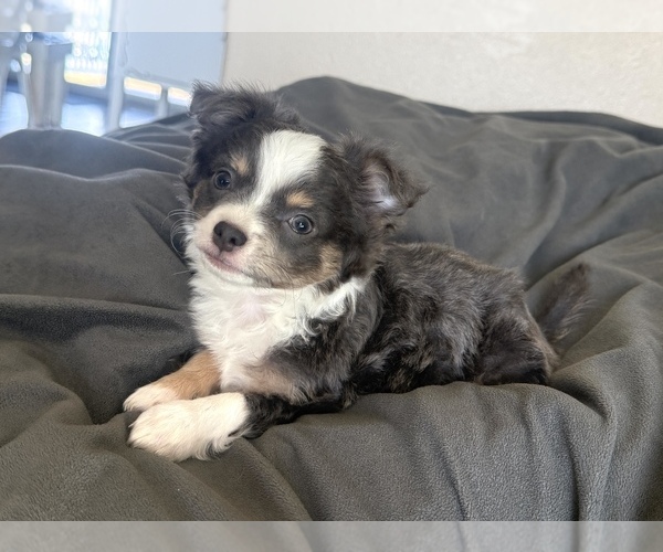 Medium Photo #5 Chihuahua Puppy For Sale in MARCUS, IA, USA