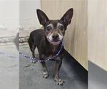 Small Chihuahua