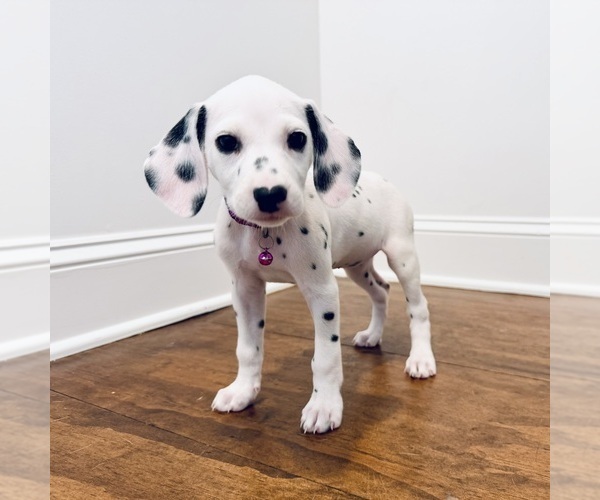 Medium Photo #1 Dalmatian Puppy For Sale in NEW ORLEANS, LA, USA
