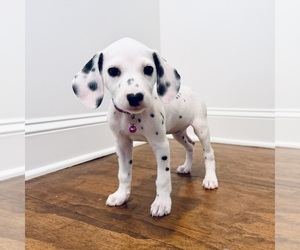 Dalmatian Puppy for sale in NEW ORLEANS, LA, USA