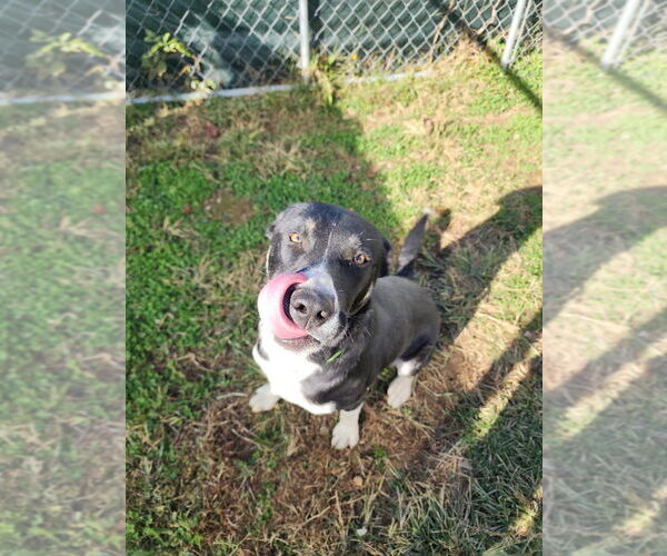 Medium Photo #5 American Pit Bull Terrier-Huskies  Mix Puppy For Sale in Evansville, IN, USA