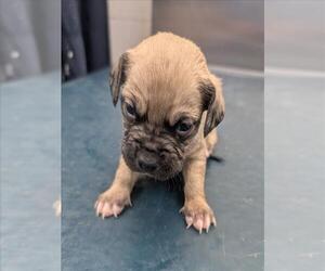 Mutt Dogs for adoption in Mobile, AL, USA