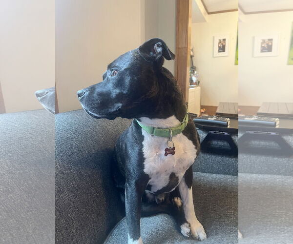 Medium Photo #2 American Pit Bull Terrier-Unknown Mix Puppy For Sale in Farmington, MN, USA