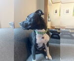 Small #1 American Pit Bull Terrier Mix