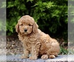 Small Goldendoodle (Miniature)