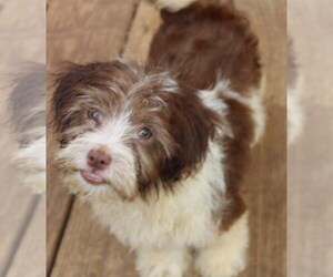 Havanese Puppy for sale in THAYER, KS, USA