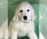 Small Photo #7 Goldendoodle Puppy For Sale in DUNDEE, OH, USA