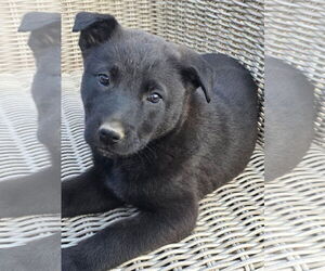 German Shepherd Dog-Unknown Mix Dogs for adoption in Alexander, AR, USA