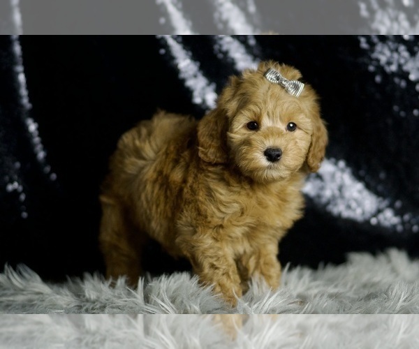 Medium Photo #4 Goldendoodle (Miniature) Puppy For Sale in WARSAW, IN, USA