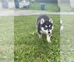 Small #3 Siberian Husky