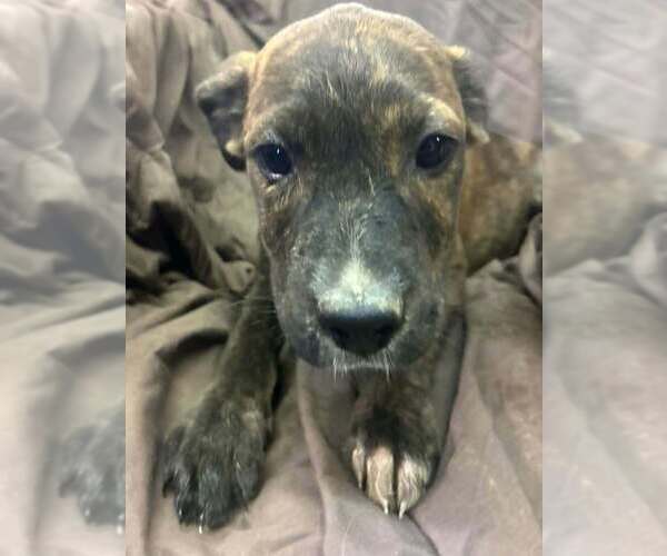Medium Photo #3 Australian Shepherd-Boxer Mix Puppy For Sale in Aurora, IN, USA