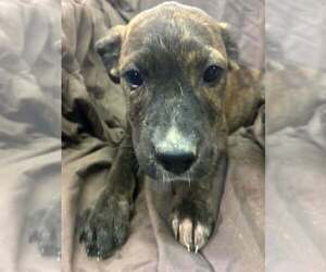 Johnson Rs : Rue - Female Australian Shepherd-Boxer Mix Dog for Adoption - Photo #3