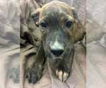 Small Photo #3 Australian Shepherd-Boxer Mix Puppy For Sale in Aurora, IN, USA