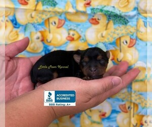 Yorkshire Terrier Puppy for sale in WINNSBORO, LA, USA