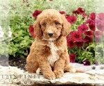 Small #3 Goldendoodle (Miniature)