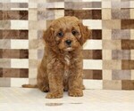 Small #2 Cavapoo (Miniature)