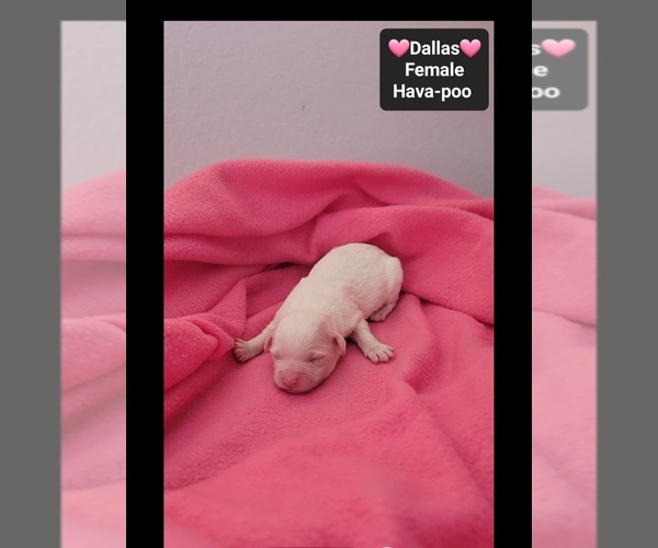 Medium Photo #2 Havapoo Puppy For Sale in TUCSON, AZ, USA