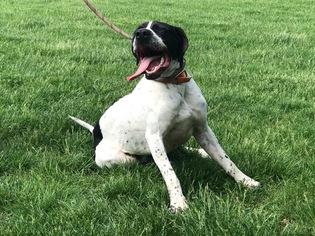 Pointer Puppy for sale in BEDFORD, IN, USA
