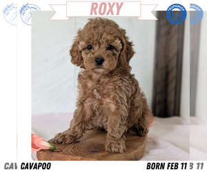 Medium Cavapoo (Miniature)