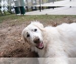 Small #35 Great Pyrenees