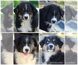 Australian Shepherd Puppy for Sale in ACTON, California USA