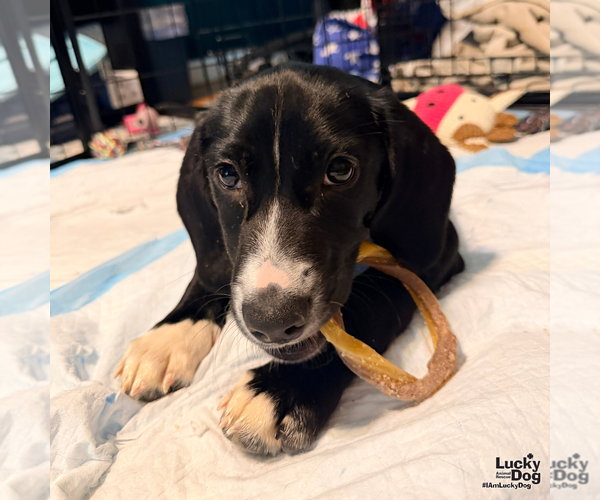 Medium Photo #8 Border Collie-Unknown Mix Puppy For Sale in Washington, DC, USA