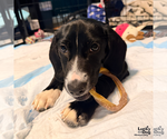 Small #7 Border Collie Mix