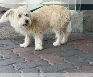 Cairn Terrier Dogs for adoption in Rancho Cucamonga, CA, USA