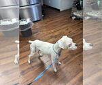 Small #1 Boxer