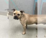 Small American Pit Bull Terrier Mix
