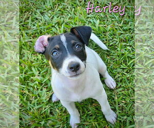 Harley, Harper and Henry (SC) - Female Rat Terrier-Unknown Mix Dog for Adoption - Photo #2