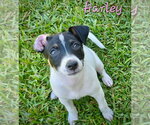 Small Photo #2 Rat Terrier-Unknown Mix Puppy For Sale in Atlanta, GA, USA