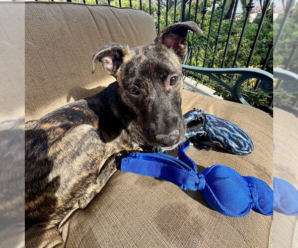 Medium Photo #3 Mutt Puppy For Sale in San Juan Capistrano, CA, USA