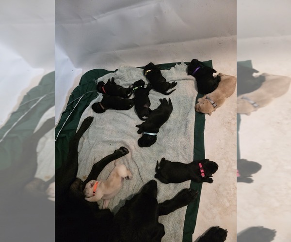 Medium Photo #14 Labrador Retriever Puppy For Sale in TAMPA, FL, USA