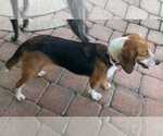 Small #7 Beagle
