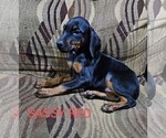Small Photo #1 Doberman Pinscher Puppy For Sale in KELLYTON, AL, USA