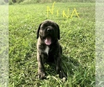 Small Photo #5 Mastiff Puppy For Sale in APOLLO, PA, USA