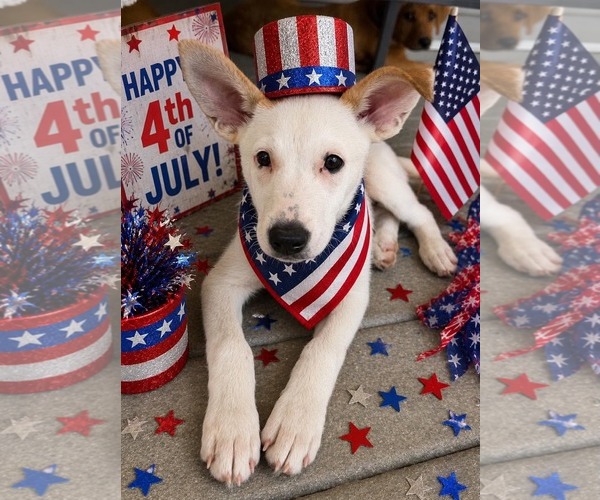 Medium Photo #7 Mutt Puppy For Sale in pomfret, CT, USA
